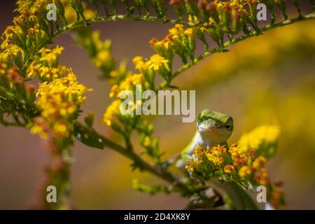 Grüne Anole (Anolis carolinensis) entspannend in Blüten von Herbstfarben. Raleigh, North Carolina. Stockfoto