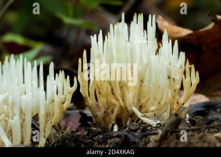 Weißer Korallenpilz (Ramariopsis kunzei) im Wald. Herbst in Raleigh, North Carolina. Stockfoto