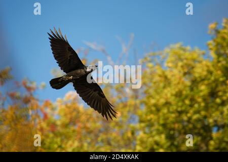 Gewöhnlicher Rabe - Corvus corax auch bekannt als der westliche Rabe oder nördlicher Rabe, ist ein großer ganz schwarzer Singvogel, sehr intelligent, der in der sk fliegt Stockfoto