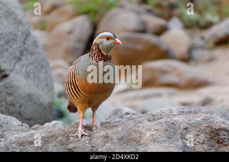 Barbary Partridge - Alectoris barbara ist ein Wildvogel in der Fasanenfamilie (Phasianidae) der Ordnung Galliformes. Sie stammt aus Nordafrika. Leben Stockfoto