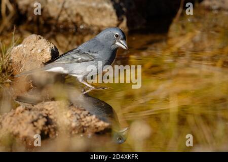 Blue Chaffinch - Fringilla teydea blau endemischer Vogel von den Kanarischen Inseln, Arten von Singvögeln in der Finkenfamilie Fringillidae. Es ist endemisch zu Stockfoto