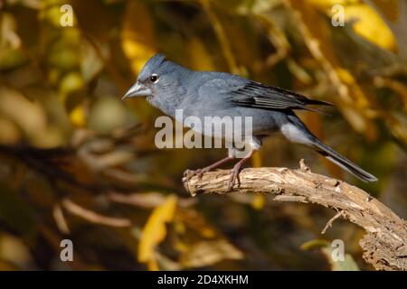 Blue Chaffinch - Fringilla teydea blau endemischer Vogel von den Kanarischen Inseln, Arten von Singvögeln in der Finkenfamilie Fringillidae. Es ist endemisch zu Stockfoto