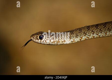 Kaspische Peitschennatter - Dolichophis caspius auch Coluber caspius, bekannt als die große Whipfnatter, die größte Schlangenart in Europa, in der Balk gefunden Stockfoto