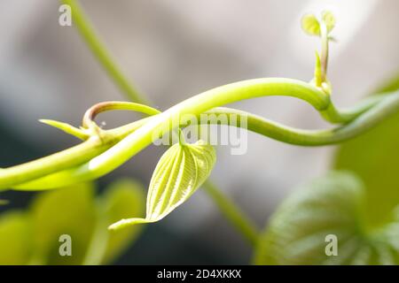 Junge hellgrüne Blätter tropischer Lianen in einem botanischen Garten Closeup. Unscharfer Hintergrund. Stockfoto