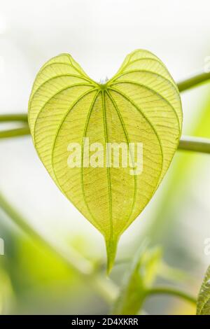 Junge hellgrüne Blätter tropischer Lianen in einem botanischen Garten Closeup. Unscharfer Hintergrund. Stockfoto