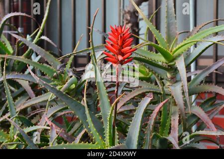 Itabashi, Japan-2/24/16: Rote und grüne Aloe Vera-ähnliche Pflanze, die aus einem japanischen Vorstadtgarten wächst Stockfoto