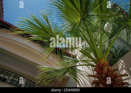 Eine große Palme, Trachycarpus fortunei, wächst neben einer mediterranen Ferienvilla niedrigen Winkel unter einem blauen Himmel Stockfoto