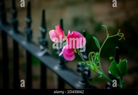 Rosa Schweißerbse, Lathyrus odoratus, zeigt Blume, Blätter und Ranken, wächst auf der Seite von schwarzen Eisengeländer, im Hintergrund verschwommen. Stockfoto