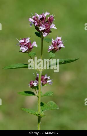 Wild Marjoram - Origanum vulgare, Blumen vor entschärfem Hintergrund Stockfoto