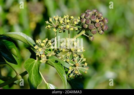 Efeufrucht - Hedera Helix, Traube der Beeren, mit Blättern Stockfoto