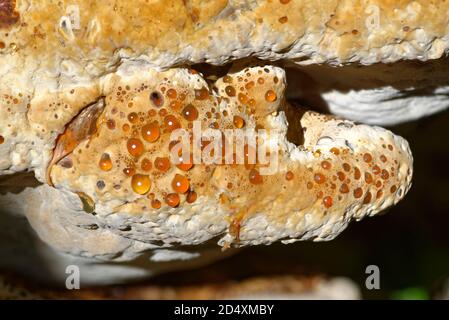 Weinende Polypore oder Eiche Bracket - Pseudoinonotus (Inonotus) dryadeus, Bracket Pilz auf Stamm der Eiche Stockfoto