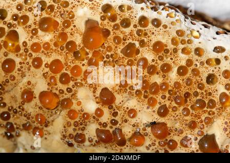 Weinende Polypore oder Eiche Bracket - Pseudoinonotus (Inonotus) dryadeus, Bracket Pilz auf Stamm der Eiche Stockfoto