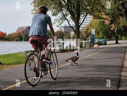 Radfahrer stoppte vor Ort zu stehen, um kanadagänse zu erlauben Überqueren Sie den Radweg des Rideau-Kanals Stockfoto