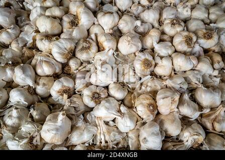 Weiße trockene Knoblauchstapel Textur. Haufen weißer Knoblauchköpfe Stockfoto