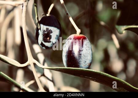 Olivenfrucht auf Olivenpflanze in rom italien Stockfoto