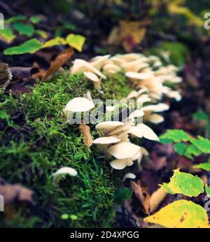Pilze, Pilze, Pflanze wächst auf gefallenen Baum außerhalb der Moxie Falls in Maine. Konzentrieren Sie sich auf Pflanzen auf dem Baumstamm mit verschwommenem Hintergrund. Stockfoto