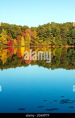 Hall Lake, Autumn, Yankee Springs Recreation Area, MI, USA, von James D. Coppinger/Dembinsky Photo Assoc Stockfoto