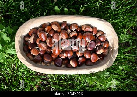 Frische Kastanien in einem alten Korbkorb Stockfoto