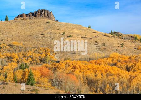 aspen in Herbstfarbe in den Ausläufern über dem Mill Creek Valley in der Nähe von Anaconda, montana Stockfoto