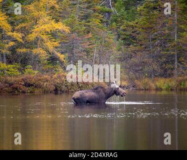 Elche waten in Sandy Pond, Baxter State Park Maine während des Herbsttages. Stockfoto