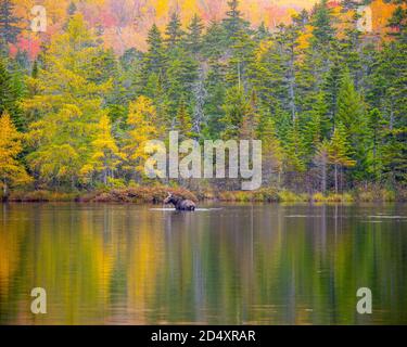 Elche waten in Sandy Pond, Baxter State Park Maine während des Herbsttages. Stockfoto