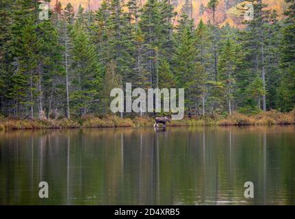 Elche waten im Sandteich, Baxter State Park Maine Stockfoto