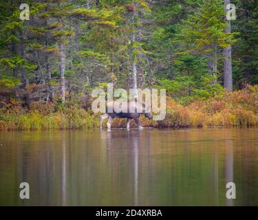 Elche waten in Sandy Pond, Baxter State Park Maine während des Herbsttages. Stockfoto