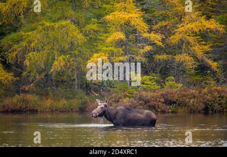 Elche waten in Sandy Pond, Baxter State Park Maine während des Herbsttages. Stockfoto