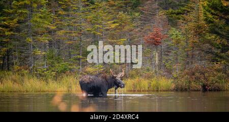 Elchwaten in Sandy Pond, Baxter State Park Maine während des nebligen Herbsttages. Stockfoto