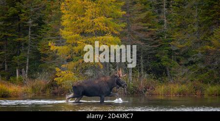 Elchwaten in Sandy Pond, Baxter State Park Maine während des nebligen Herbsttages. Stockfoto