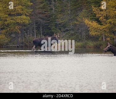 Elchwaten in Sandy Pond, Baxter State Park Maine während des nebligen Herbsttages. Stockfoto