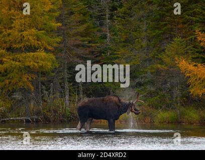 Elchwaten in Sandy Pond, Baxter State Park Maine während des nebligen Herbsttages. Stockfoto