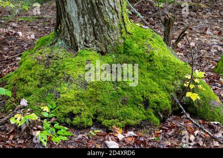 Moos wächst um die Basis der Northern White Cedar Tree (Thuja occidentalis), MI, USA, von James D. Coppinger/Dembinsky Photo Assoc Stockfoto