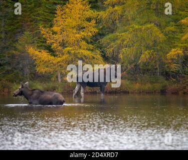 Elchwaten in Sandy Pond, Baxter State Park Maine während des nebligen Herbsttages. Stockfoto