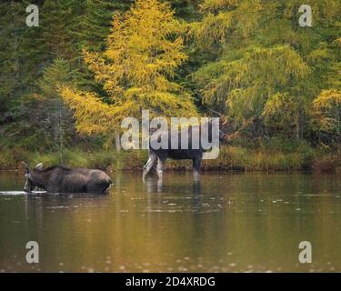 Elchwaten in Sandy Pond, Baxter State Park Maine während des nebligen Herbsttages. Stockfoto