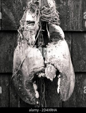 Schwarz-Weiß-Fotos von großen Hummer-Krallen, die in ein Netz eingewickelt sind und an der Gebäudewand hängen. Stockfoto