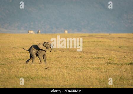 Kleiner Elefant, der im trockenen Gras in der Morgensonne läuft Masai Mara in Kenia Stockfoto