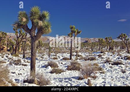 Yucca Palme im Joshua Tree National Park bedeckt mit Schnee in der Wintersaison, Kalifornien, USA Stockfoto
