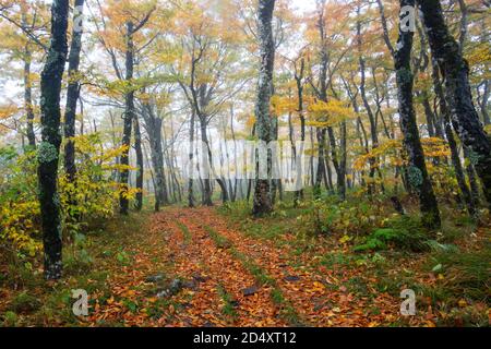 Foggy morning on Mountains-to-Sea Trail, near Craggy Gardens, Blue Ridge Parkway, Asheville, North Carolina, USA Stockfoto
