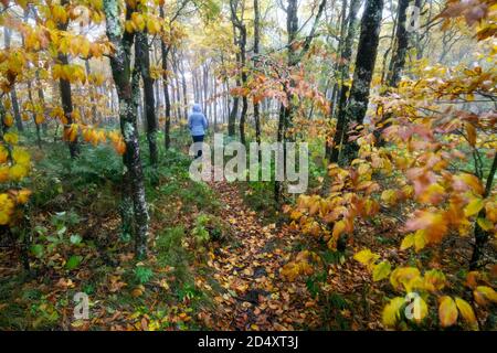 Frauen wandern auf dem Foggy Mountains-to-Sea Trail, in der Nähe von Craggy Gardens, Blue Ridge Parkway, Asheville, North Carolina, USA Stockfoto