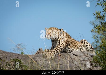 Erwachsener Leopard, der auf einem toten Baum liegt, der sich mit Blau ausdehnt Himmel im Hintergrund im Kruger Park in Südafrika Stockfoto