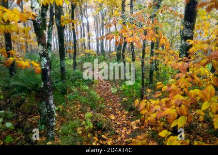 Nebliger Morgen auf dem Mountains-to-Sea Trail, in der Nähe von Craggy Gardens, Blue Ridge Parkway, Asheville, North Carolina, USA Stockfoto