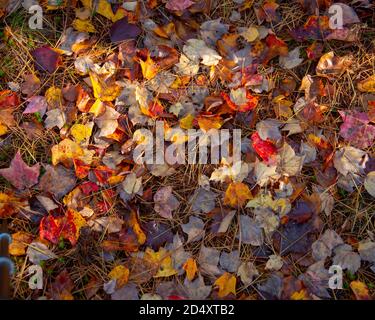 Herbstblätter auf Waldboden im Acadia National Park Maine USA Stockfoto