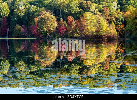 Hall Lake, Autumn, Yankee Springs Recreation Area, MI, USA, von James D. Coppinger/Dembinsky Photo Assoc Stockfoto