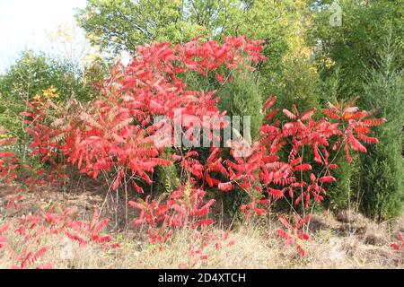 Glatte Sumac Bäume mit rotem Laub mit östlichen roten Zedern hinter ihnen in Morton Grove, Illinois Stockfoto