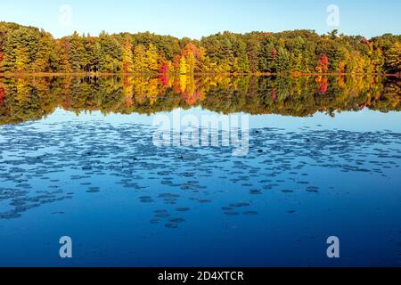 Hall Lake, Autumn, Yankee Springs Recreation Area, MI, USA, von James D. Coppinger/Dembinsky Photo Assoc Stockfoto