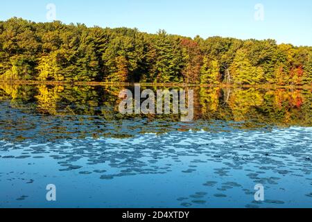 Hall Lake, Autumn, Yankee Springs Recreation Area, MI, USA, von James D. Coppinger/Dembinsky Photo Assoc Stockfoto