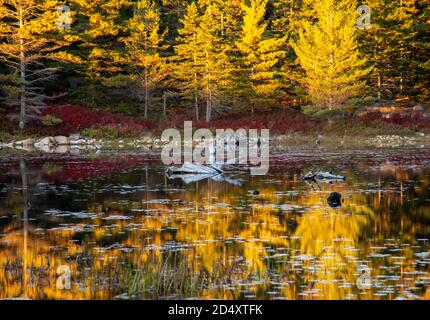 Fallen Reflexionen auf einem See oder Teich in Maine Stockfoto