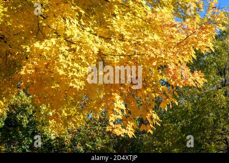 Sugar Ahornbäume in Herbstfarbe (Acer saccharum), Michigan, USA, von James D Coppinger/Dembinsky Photo Assoc Stockfoto