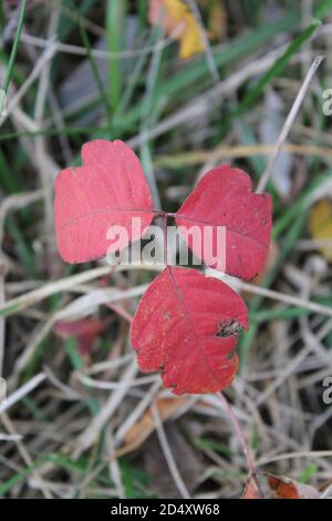 Giftefeu, Toxicodendron radicans, wächst am schönen Herbsttag am Belleau Lake Forest Preserve in des Plaines, Illinois, USA. Stockfoto